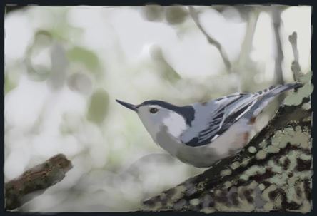 A blurry photo of a small gray, black and white bird standing on a tree branch. The grainy color scheme doesn't reveal muc...